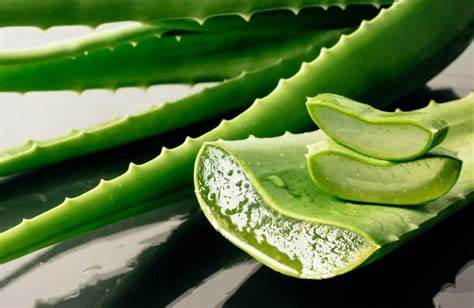 The Marvellous Aloe Vera: Nature’s Miracle Plant